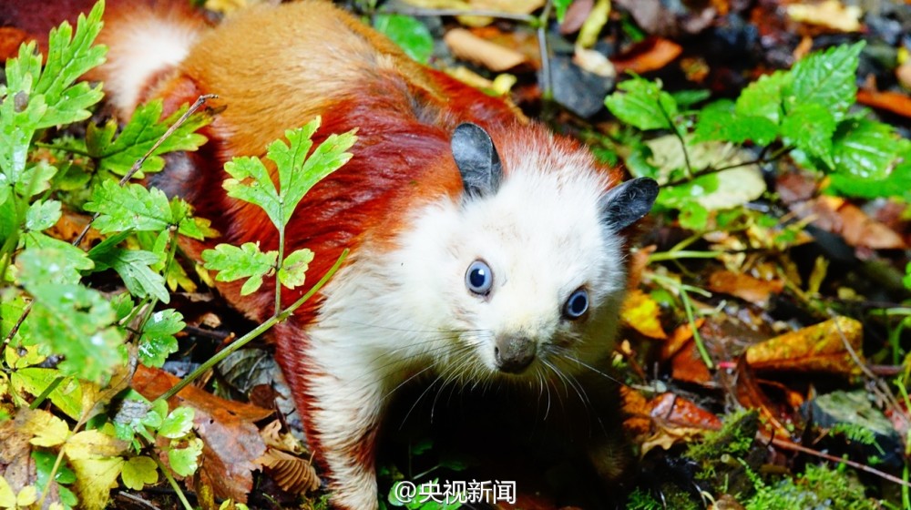 绝美地貌景色！陕西汉中发现世界级天坑群(组图)