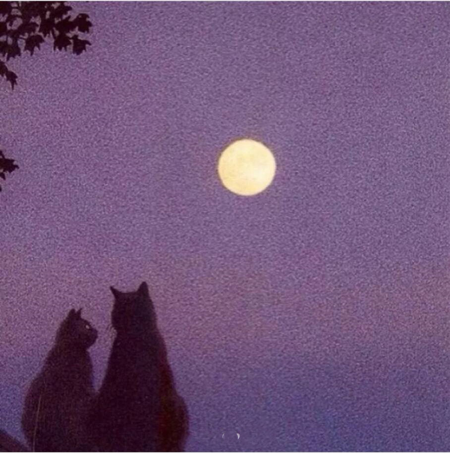 有点小小的孤单感,第二组是两只猫咪一起坐在夜晚下面看星空,但是右边