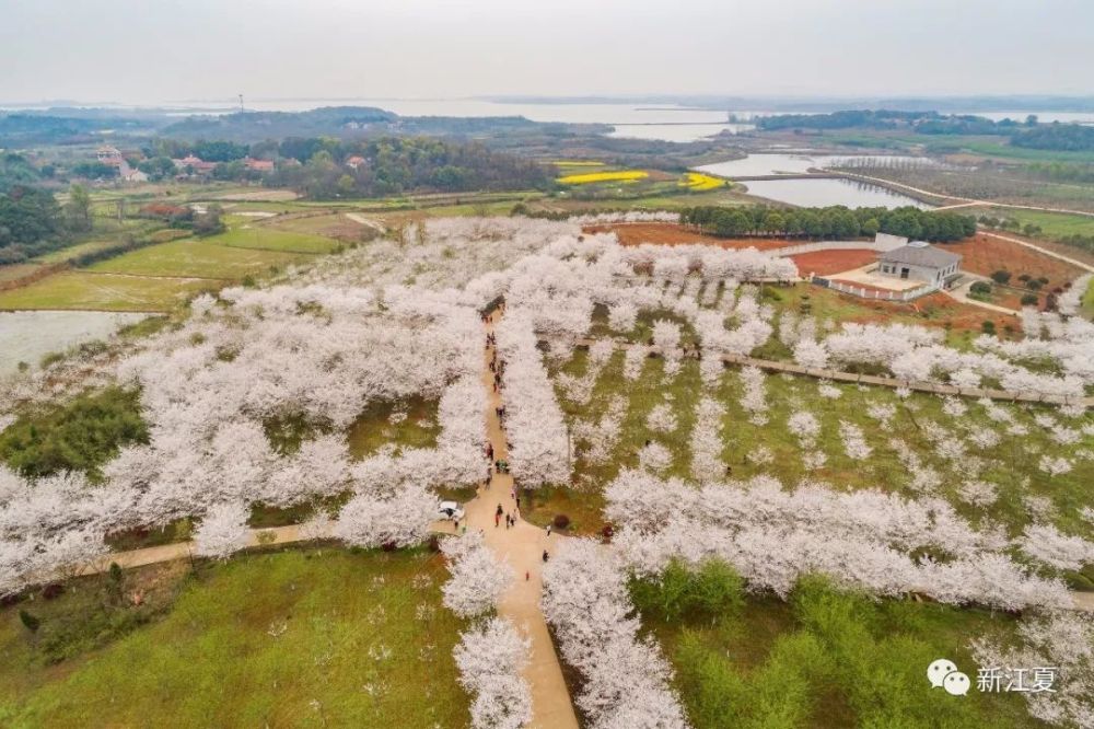 这里是武汉南部的江夏区安山郊野公园,一大波樱花已经在春雨中灿烂