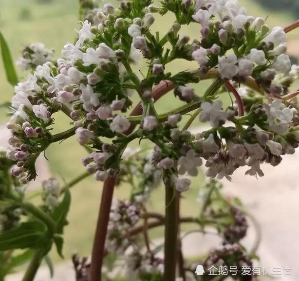 春天农村山上这种植物,有一股难闻的气味,可采摘鲜嫩