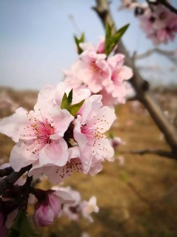 桃花渡简谱陈悦_绿野仙踪简谱陈悦(2)