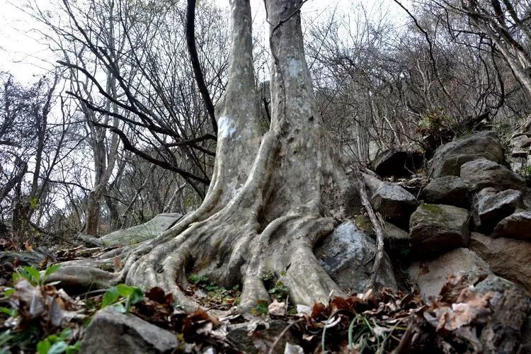 银缕梅属国宝级濒危物种,国家一级重点保护野生植物,被列入世界红皮书