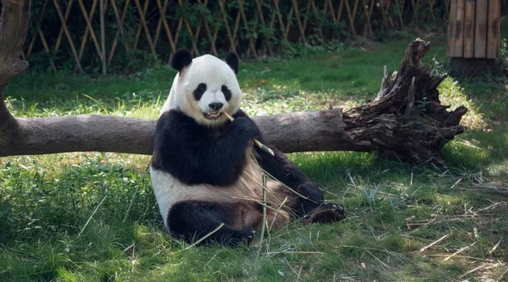 大熊猫基地,成都339电视塔,成都动物园,东郊记忆.