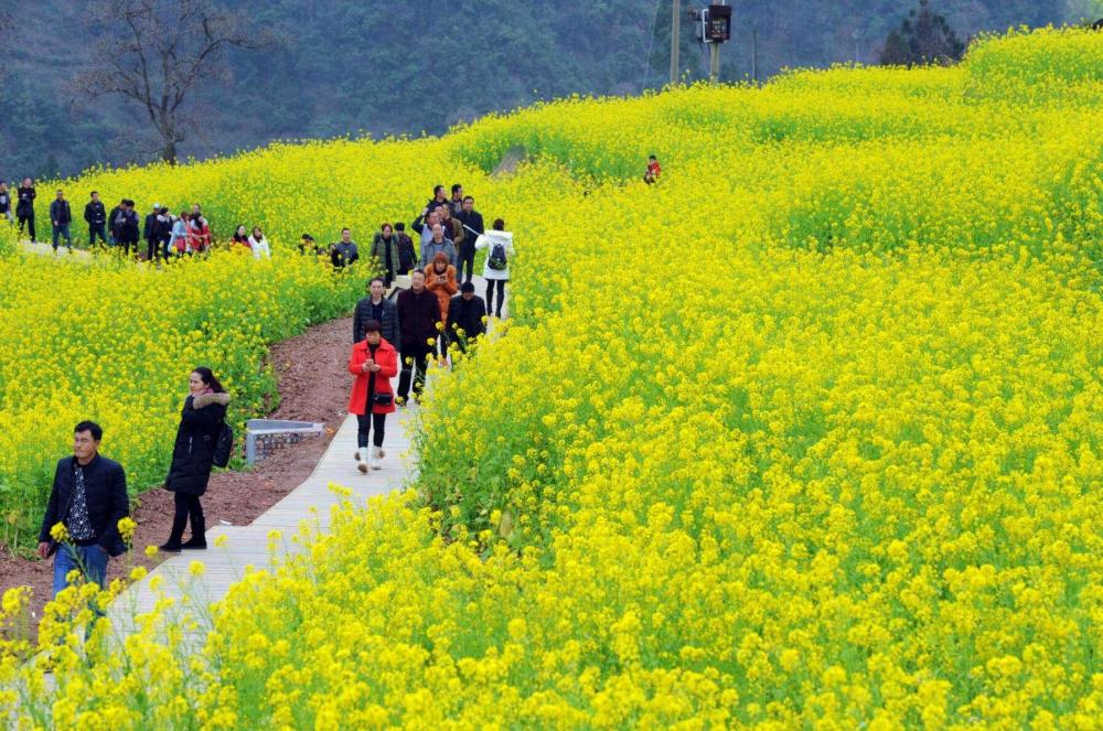 成都周边看油菜花——重庆潼南