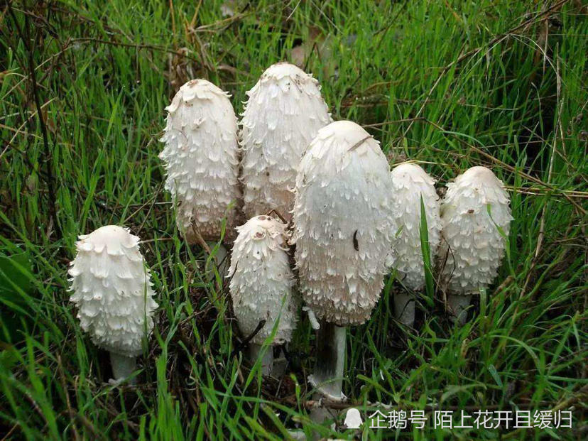 农村野外哪里鲜美的野生蘑菇最多?