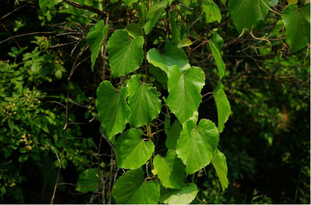 荒野维生食物之野菜系列——葛藟