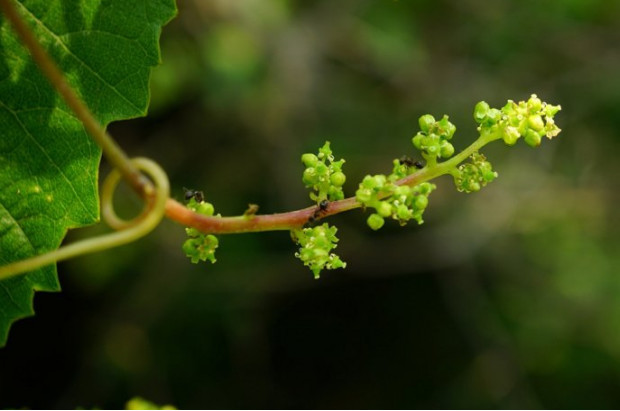 荒野维生食物之野菜系列——葛藟