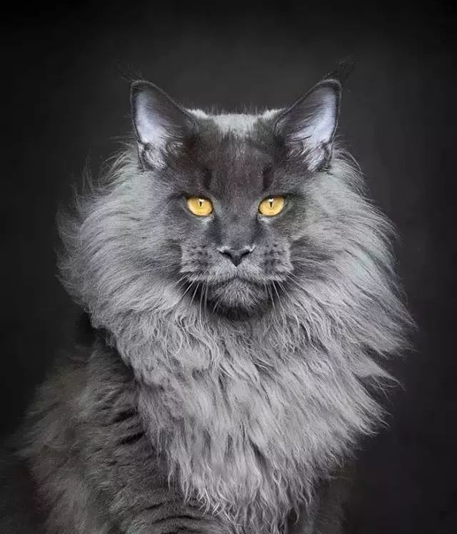 一只相貌雄伟的缅因猫