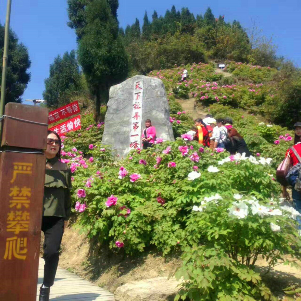 重庆垫江恺之峰牡丹园,花期将至,同学们,回家看花儿啦