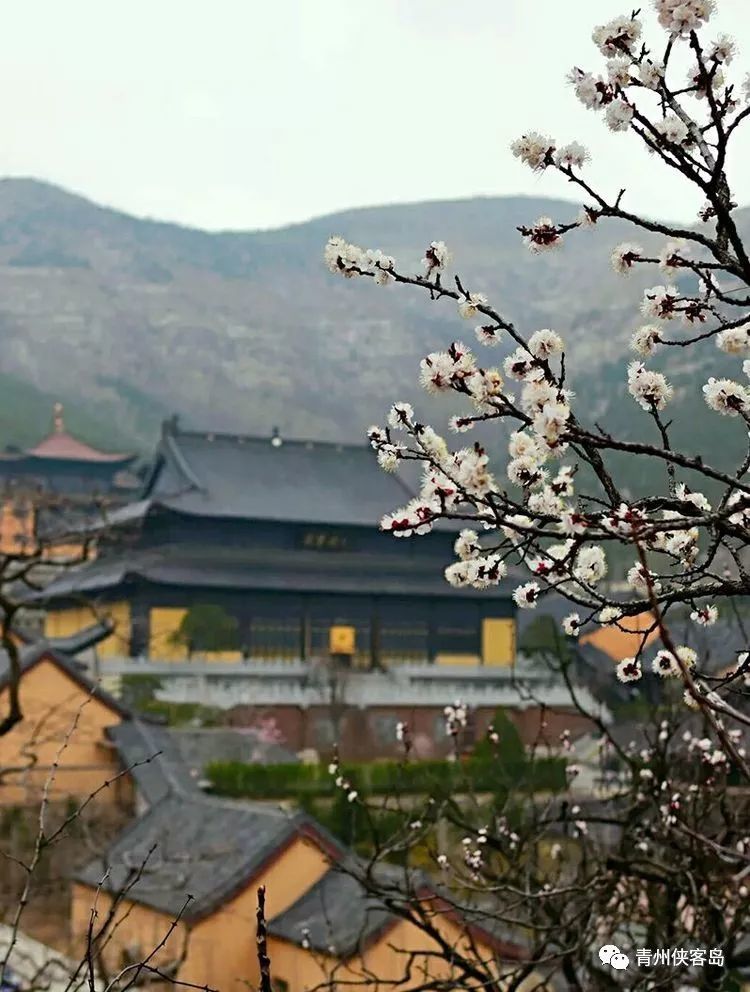 藏在青州深山里的广福寺,杏花漫山开!