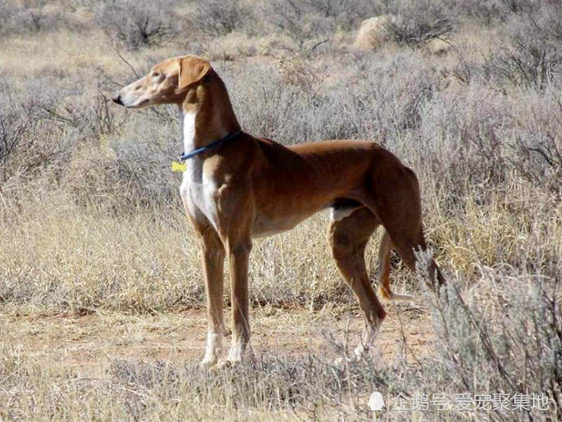 它是哮天犬的原型,实力不输洋犬,竟逐渐被人们遗忘