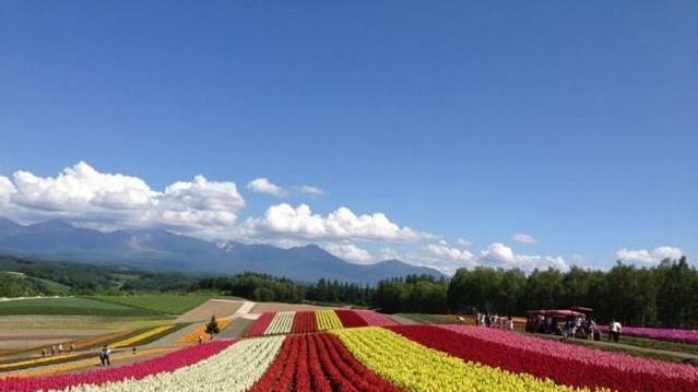 美瑛的景色在北海道是一绝 你喜欢吗 看点快报