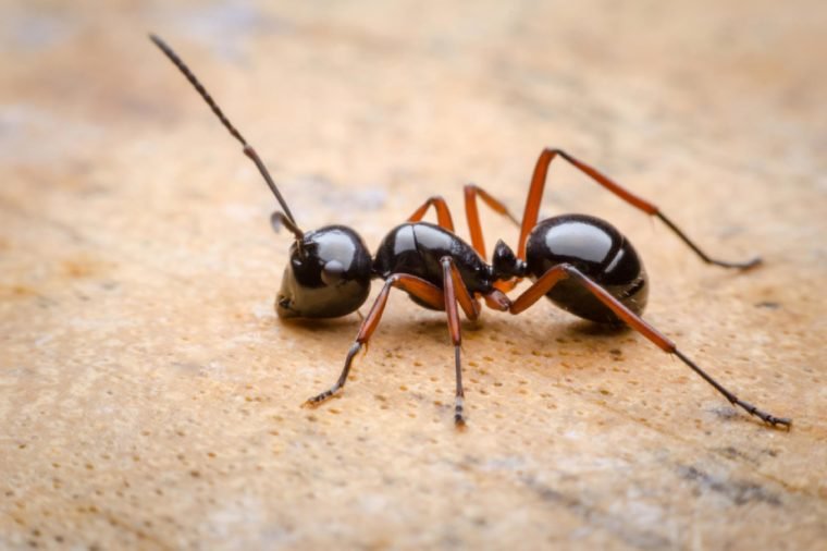 为了简单起见,昆虫专家将大部分蚂蚁种类按照饮食不同分成两类: 喜糖
