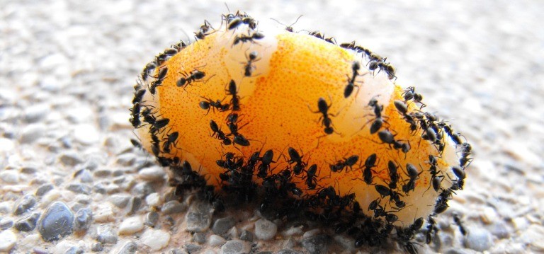 蚂蚁都吃什么东西?为了食物它们甚至饲养和培育其他生物
