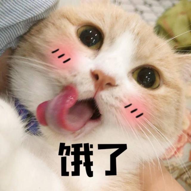 表情无水印萌猫表情:生气时也要萌萌哒,迷死蹭蹭的高清包图片