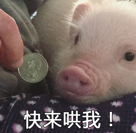 一头猪的奇妙表情包之旅,请问家里可以养这么一头吗?