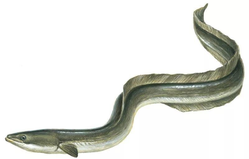 人间美味鳗鱼即将绝种,部分国家颁布法令加以