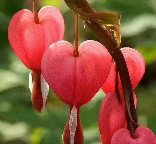 名叫"滴血的心"的花,生来惹人爱的花卉,你见过吗?很漂亮
