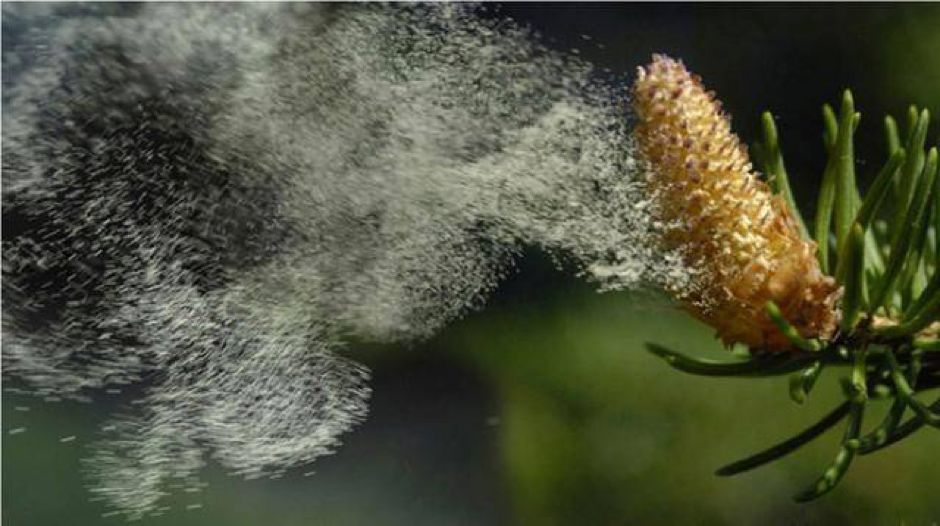 真正造成春季花粉过敏肆虐的罪魁祸首,不是虫媒花,而是风媒花.