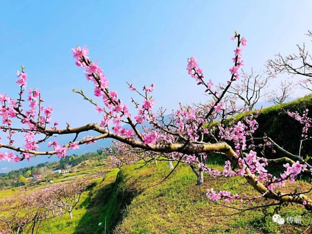 在微风中摇曳生姿 真正能感觉到 人面桃花相映红的意境