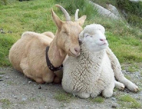 买羊肉时,山羊和绵羊有什么区别?专家透露:挑错等于花