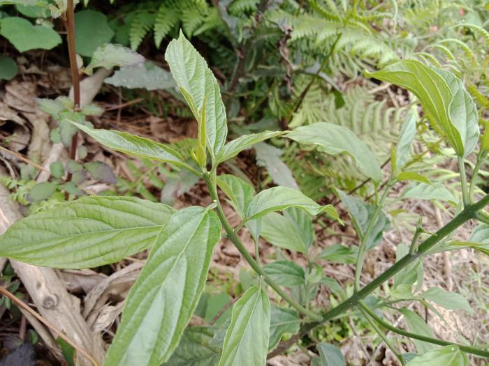 清明过后野菜会逐渐减少了,南方适合采摘的常见野菜