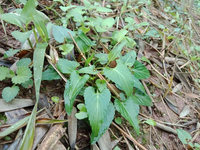 清明过后野菜会逐渐减少了,南方适合采摘的常见野菜