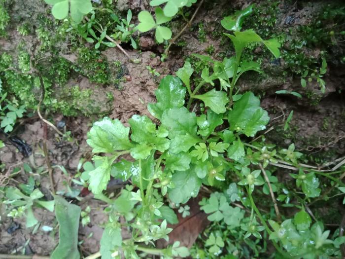 清明过后野菜会逐渐减少了,南方适合采摘的常见野菜