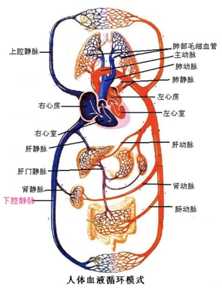 下肢的这个血栓脱落后,会随着血液循环进入肺动脉从而就造成了肺栓塞.