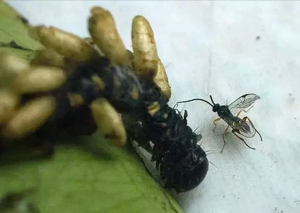 寄生蝇:鳞翅目和叶蜂类昆虫的幼虫大都能被寄蝇寄生,在植物的茎干内