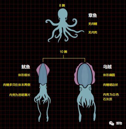 章鱼,鱿鱼和乌贼的区别绘图:郑秋旸
