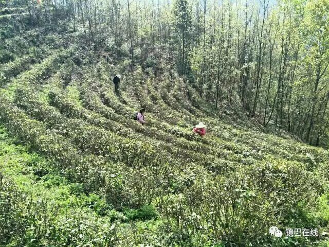 镇巴巴庙人口_汉中镇巴巴庙刘纪清