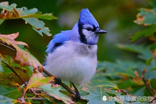 世界上最漂亮的鸟类排名,世界十大最美的鸟你见过几种!