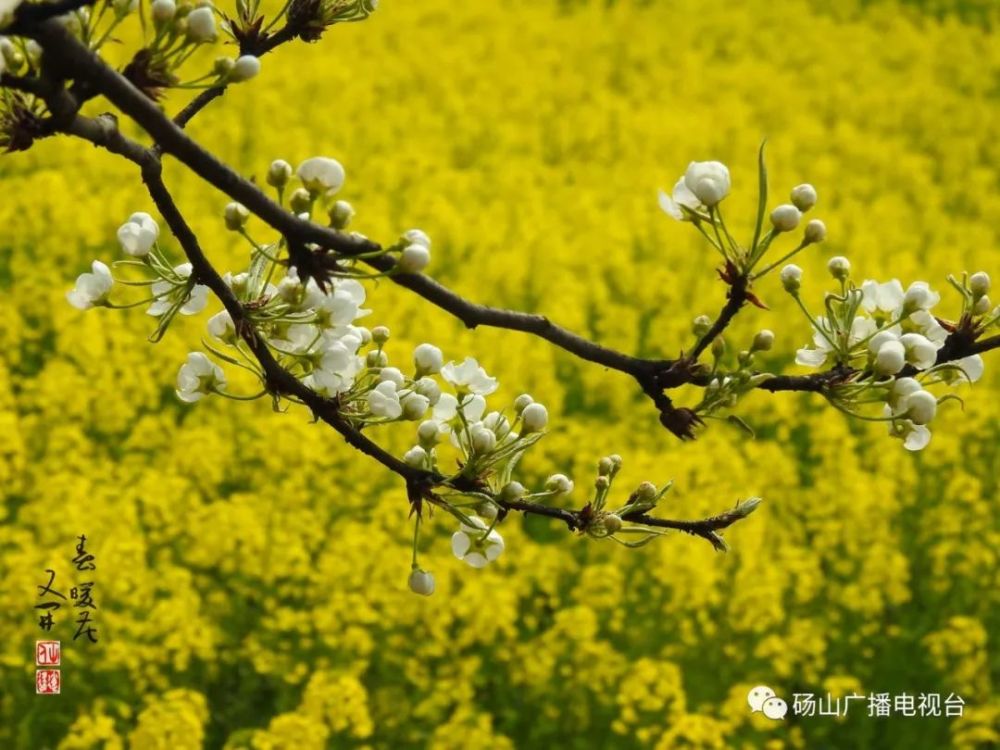 回顾那些美丽瞬间 2019砀山梨花节盘点