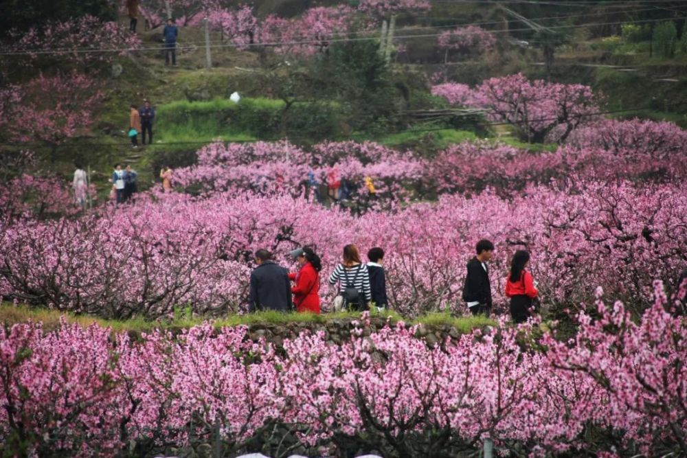 大写的美!福安穆云畲乡桃花节开幕,千亩桃花林美醉上万游人!