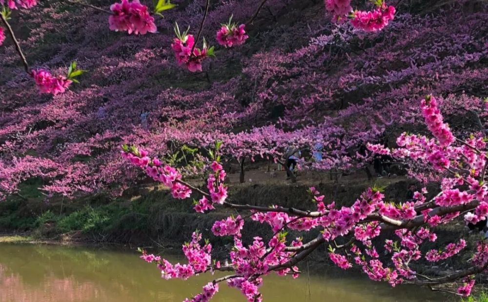 打卡桃花天池赏花冷门路线,十里桃林