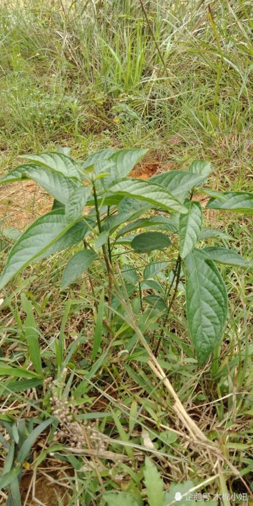 在广西农村,这种小植物既是一味中草药,也是美味可口