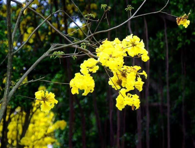 黄花风铃木的花语是