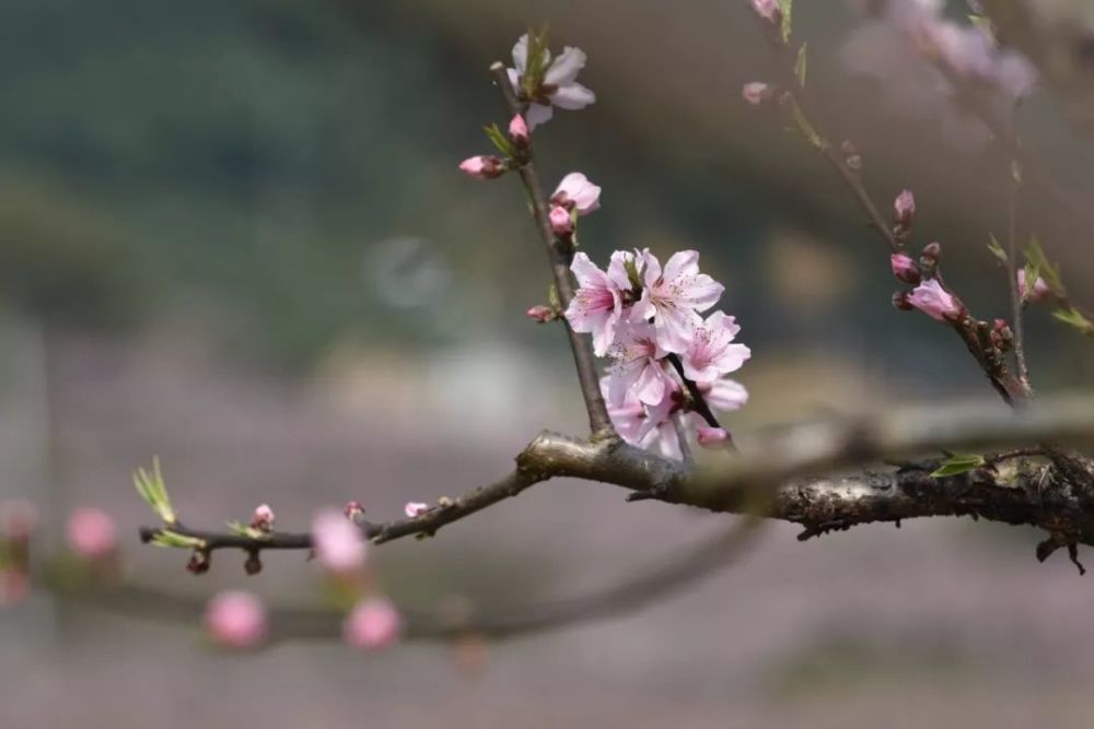 桃花开在桃树上 大家自己去看吧 丁宅桃花照片晒几张 来自摄影爱好者