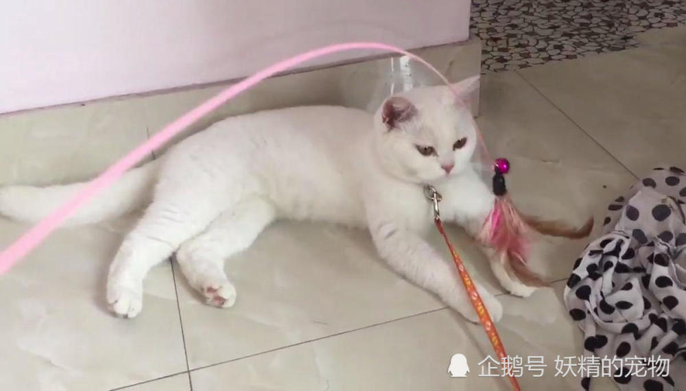 男子用逗猫棒逗猫玩耍,猫的反应让人笑翻,猫:能