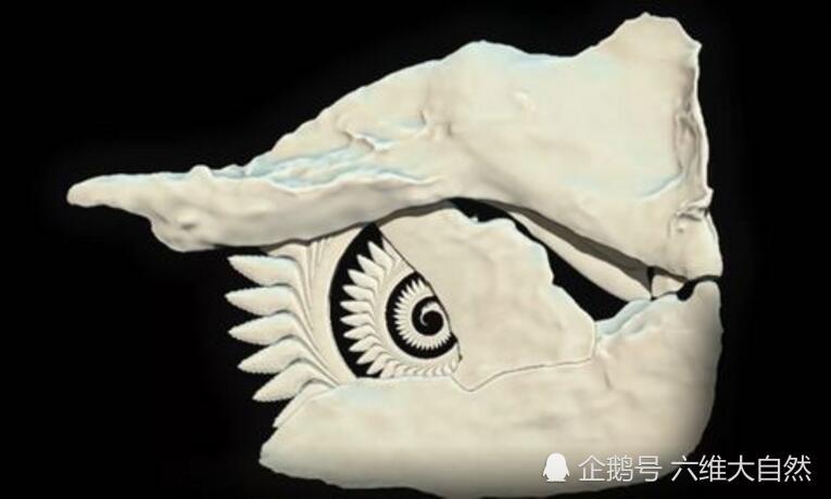 古生物旋齿鲨的尖牙令人不寒而栗,专家被它牙齿该长在哪所困惑!