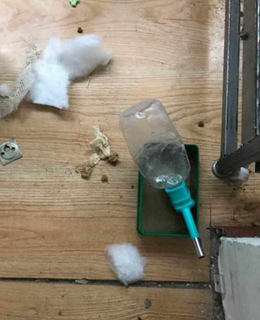 好心女生收养流浪狗,为治疗病剃光了毛,岂料狗女孩认图片