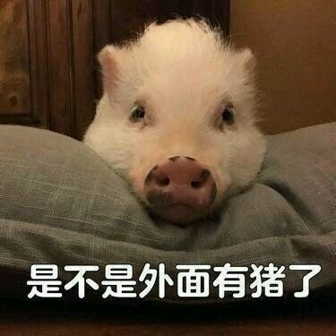 猪猪表情包:主人你是不是在外面有别的猪了?