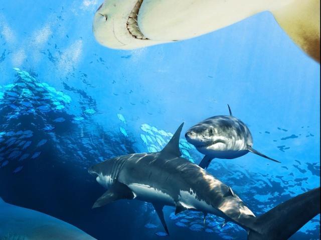 海洋馆里的鲨鱼为什么会和其他鱼类和平共处?