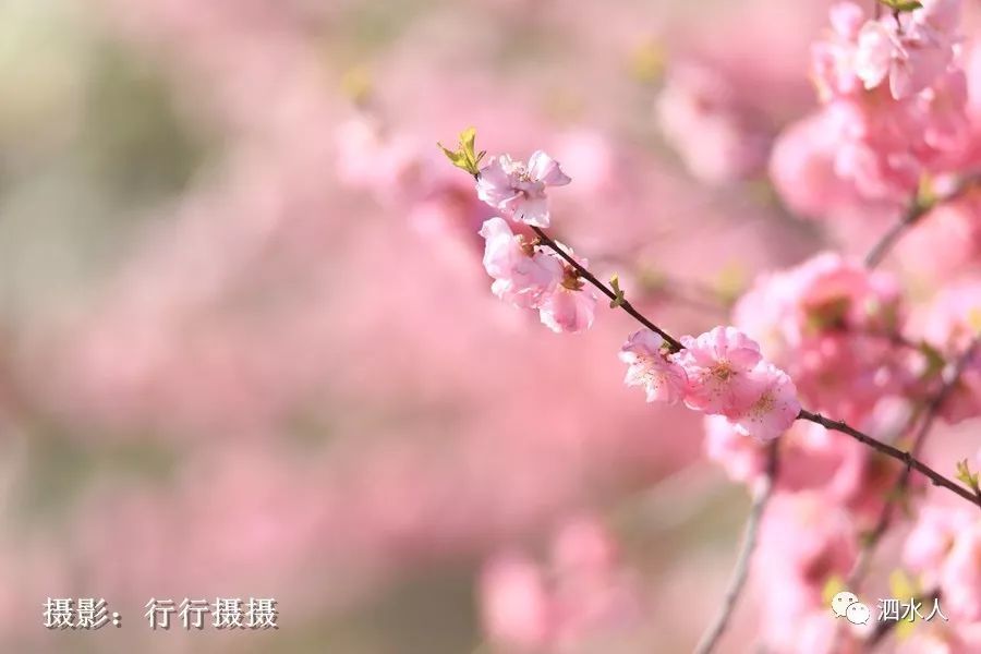 榆叶梅花开烂漫了!