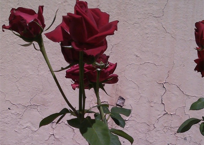 一个离婚男人说:别去挽留那个想走的女人,根本