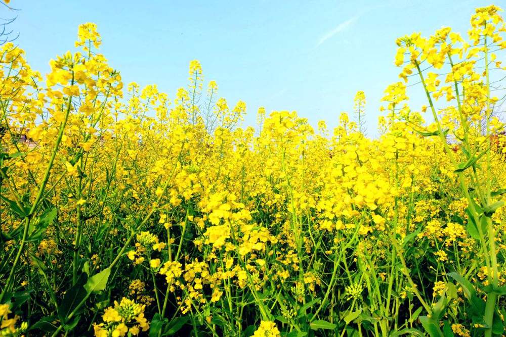 除了江西婺源,这里的油菜花也很美