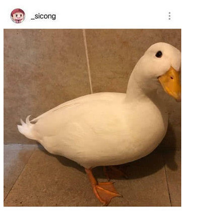 王思聪新宠柯尔鸭被