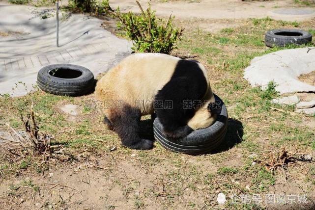 大熊猫吃喝玩乐闹春,搞笑频频令人捧腹笑