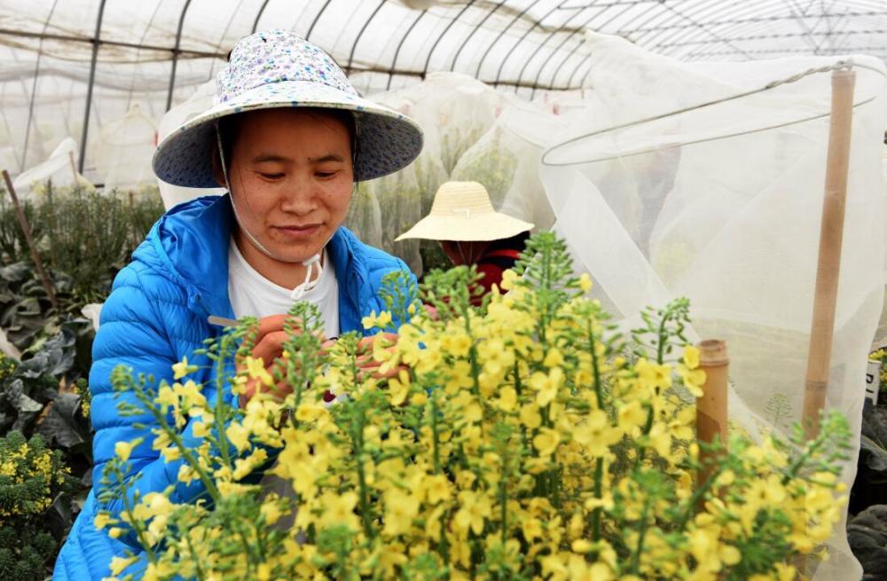 图为农家女在大棚内给花菜新品种进行人工授粉.